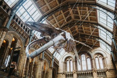 Le hall du Musée d'Histoire Naturelle est toujours impressionant ! 